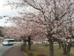 伊豆高原駅周辺の大寒桜が八分咲きです！