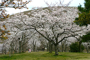 大室山さくらの里