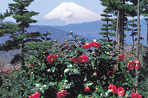 小室山つばき園