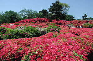 小室山つつじ園