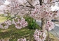 伊豆高原駅おおかん桜が見頃です
