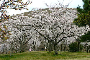 Omuroyama, Sakura-no-sato