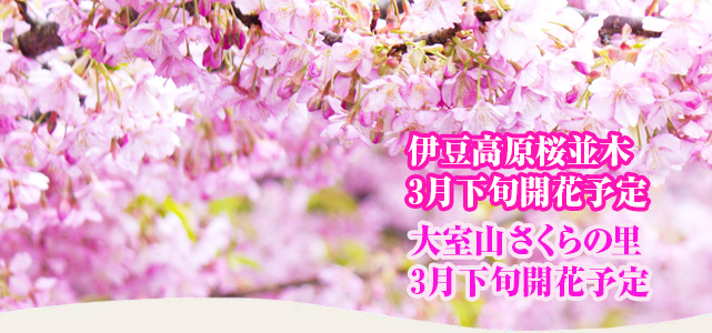 伊豆高原さくら