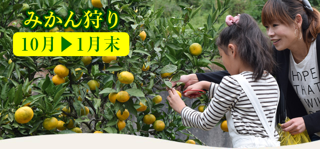 みかん狩り